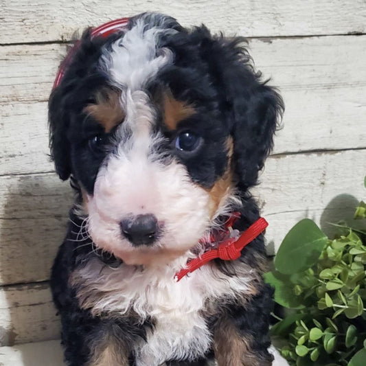 Felicia (Female, F1b Maxi Bernedoodle)