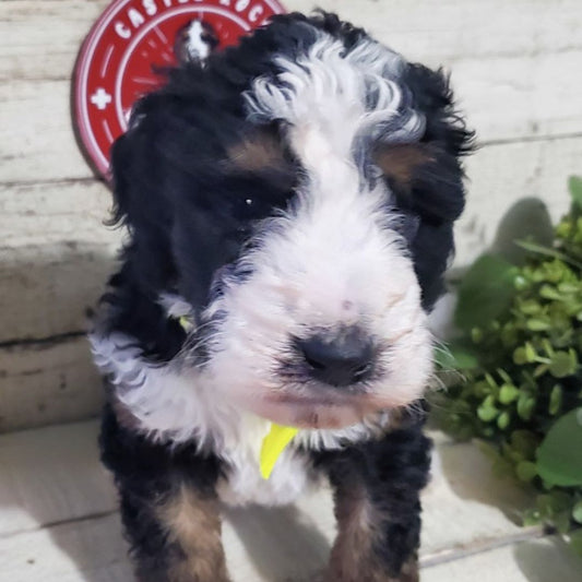 Felix (Male, F1b Maxi Bernedoodle)