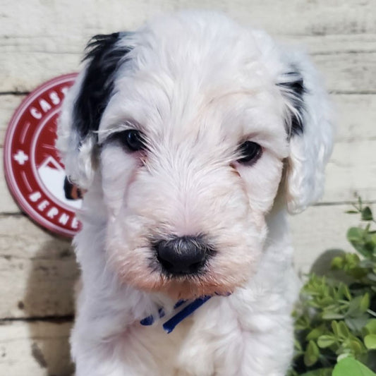 Frank (Male, F1b Maxi Bernedoodle)