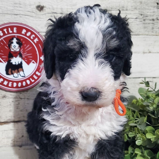 Farrah (Female, F1b Maxi Bernedoodle)