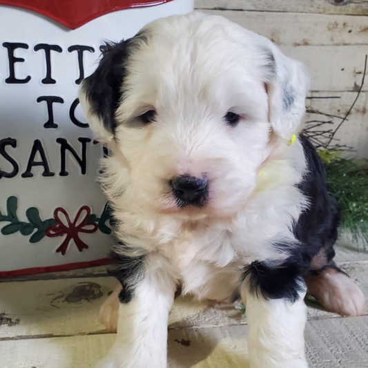 Hope (Female, F1 Mini Bernedoodle)