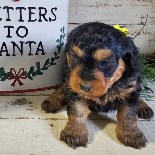 Joy (Female, F1 Mini Bernedoodle)