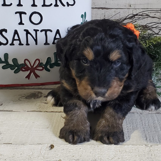 Noel (Female, F1 Mini Bernedoodle)