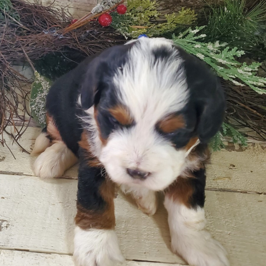 Option (Female, F1 Mini Bernedoodle)