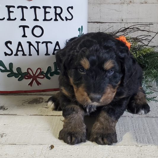 Rudolph (Male, F1 Mini Bernedoodle)